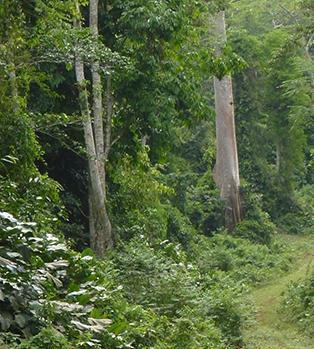 Une allométrie régionale pour estimer la biomasse aérienne des forêts du bassin du Congo 