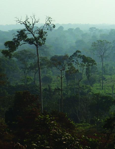 Une mutation des socio-écosystèmes liée à la déforestation est attendue en différents points du bassin du Congo