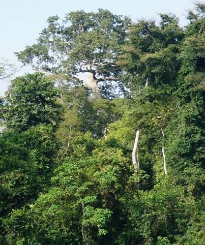 Une restauration naturelle des forêts tropicales plus rapide que prévu