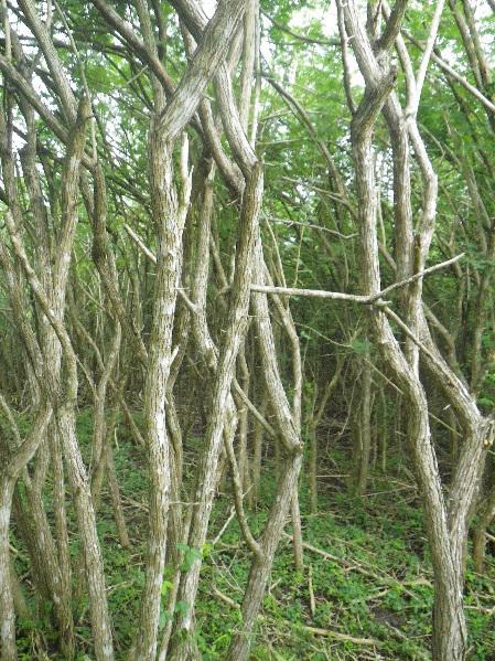 Valoriser un arbuste épineux invasif à Cuba sous forme de charbon de bois