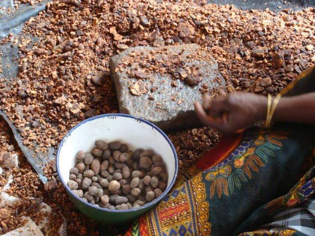 The project valorises the by-products of the shea tree (press cake, churning sludge and shells) as fuel, instead of the non-renewable firewood traditionally used. © J. Blin, Cirad