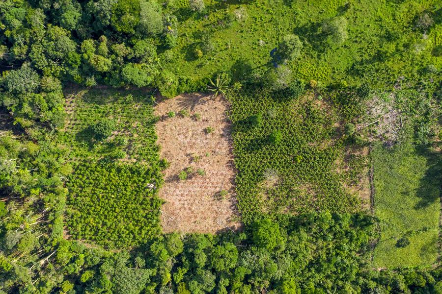FDV Yasuni agroforestry mosaic (Ecuador) @ E. Barrera, AVSF