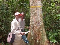 La photo montre les mesures d'accroissement des arbres sur le dispositif de Mbaïki - R. Peltier
